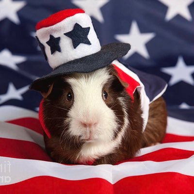 MK-Ultra Guinea Pig's profile picture