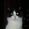 Kaffeekannelies's profile picture