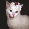 a hot mess's profile picture