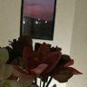 sarah Alfowzan profil fotoğrafı