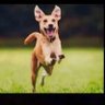 x profil fotoğrafı
