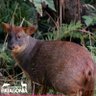 Pudú Guatón's profile picture