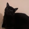 Profilbild von Wilder Midnight