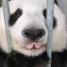 🐼🌻 的头像