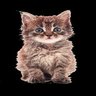 Er 🐱 的头像