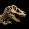 Profilbild von TyraNessaurus Rex