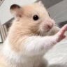 こころ 的头像