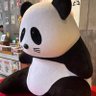 かずしょうすけ 的头像