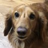 Фото профиля 翔犬