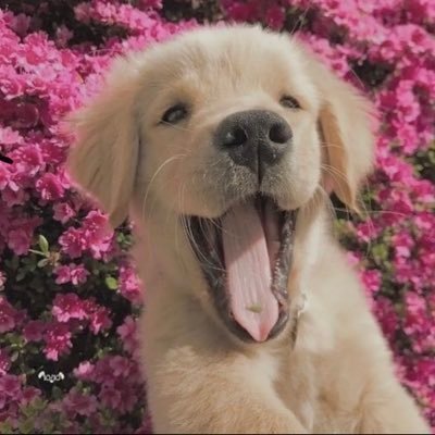 Kehnys_'s profile picture