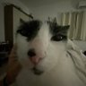 fã club do pingo oficial's profile picture