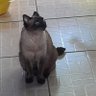 Cafeína profil fotoğrafı