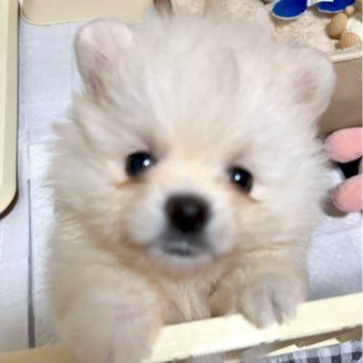 wonssov's profile picture