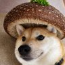 pumpkin's profile picture