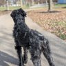 joseybutt 🇺🇸🐾🍀 profil fotoğrafı