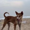 trezvoki profil fotoğrafı