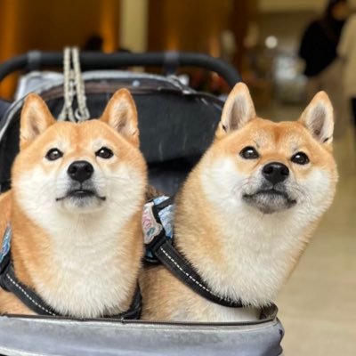 yuki_puri's profile picture
