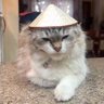 Mannison 的头像