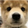 jbgxz 的头像