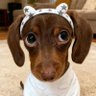 Ушке Вашке profil fotoğrafı