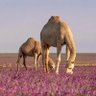 Фото профиля ثمامة بن أثال
