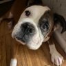 boxerjuke profil fotoğrafı