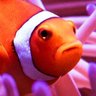 Profilbild von Clownfish Ready! 🫡 💚 🤍 🐙🩷 🇮🇱