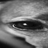 withering piss stain profil fotoğrafı