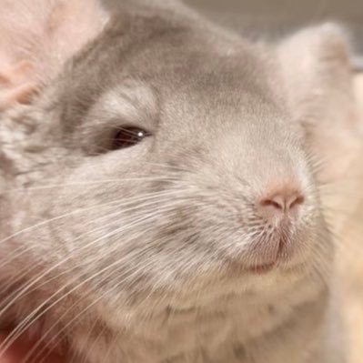 ChinchillaPino's profile picture
