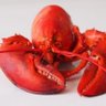 Clober Lobster 的头像