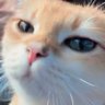 Profilbild von ⋆. 𐙚˚࿔ ℒ𝒾𝒶𝓂 𝜗𝜚˚⋆