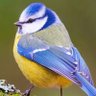 Profilbild von cinctus