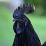 Chicken McBlackOff's profile picture