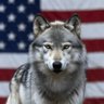 Profilbild von American Wolf 🐺 🇺🇸