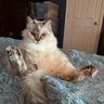 Constance profil fotoğrafı