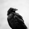 Profilbild von Raven