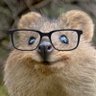 Quokka's profile picture