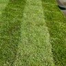 Get off my lawn 的头像