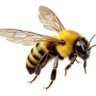 BumbleBee's profile picture