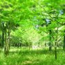 新緑の彼方 的头像