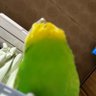 てらP🌻🍏 的头像