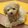にゃろ 的头像