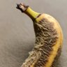 isstdochBanananane profil fotoğrafı