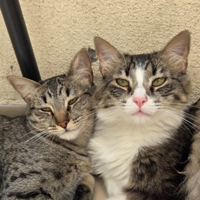 Seba Tetracampeon 16 ⭐🌳🐈⬛🐈⬛'s profile picture