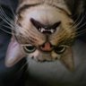Jelly Belly's profile picture