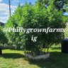 Фото профиля Philly Grown SB LII and LIX Champs🦅🦅 🏆🏆