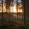 Petri Aspvik 🇫🇮 🇪🇺 profil fotoğrafı