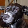 Zoobugs's profile picture
