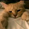 DX Ruvney profil fotoğrafı