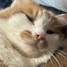 Profilbild von さいけんふ